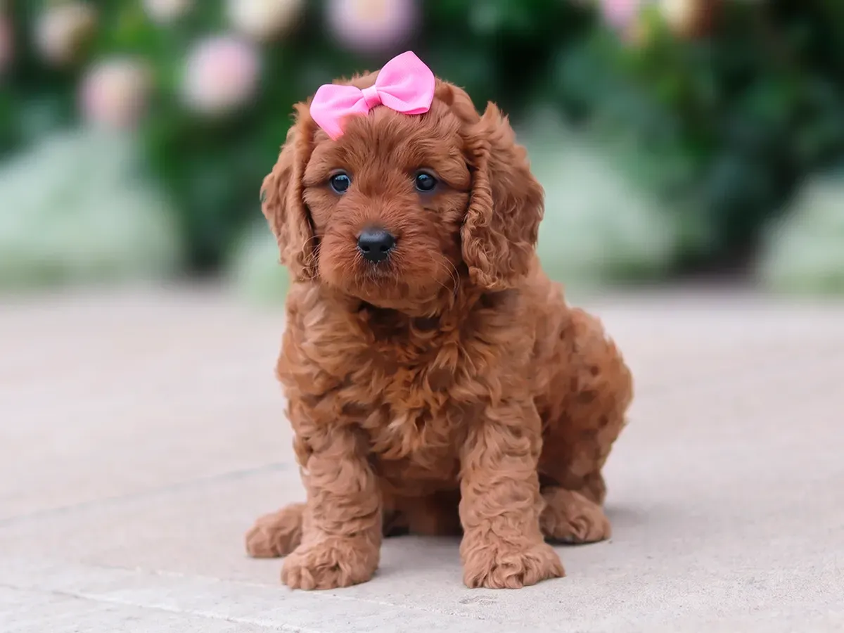 Saylor, red Cavapoo puppy
