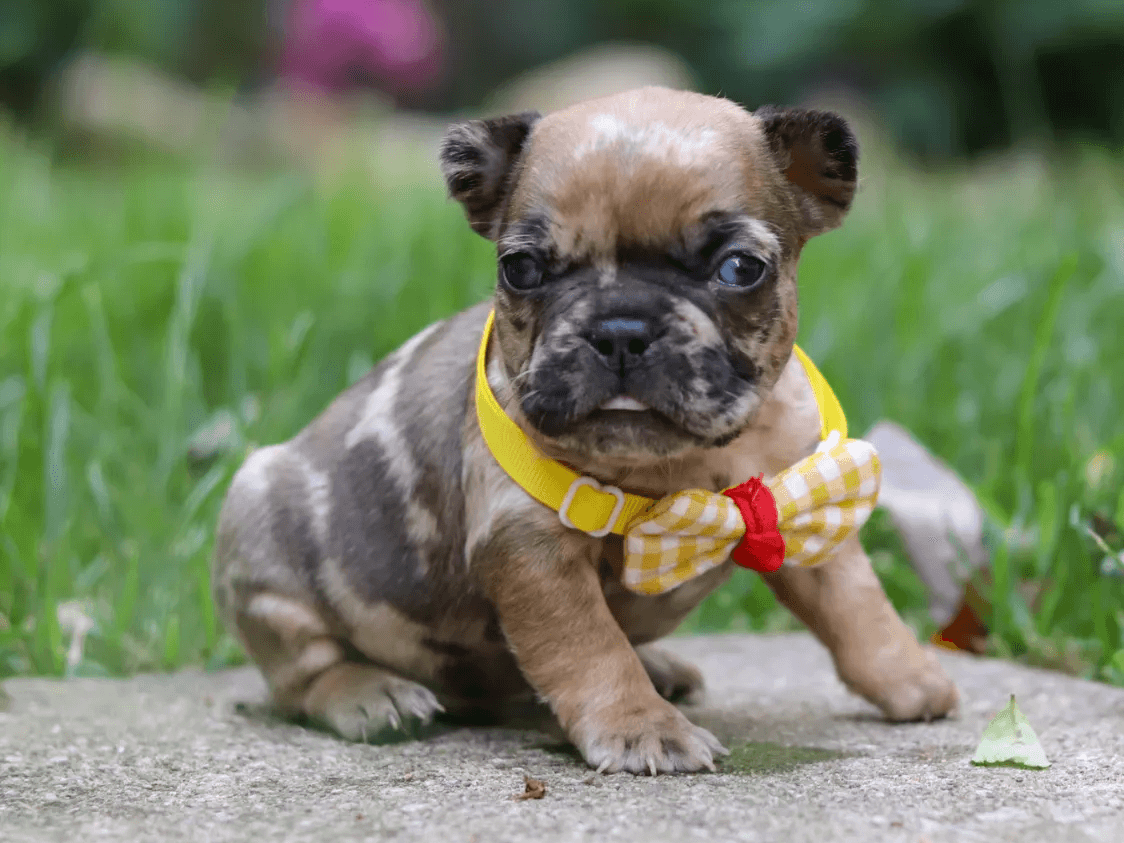 Blitz, smooth coat French Bulldog