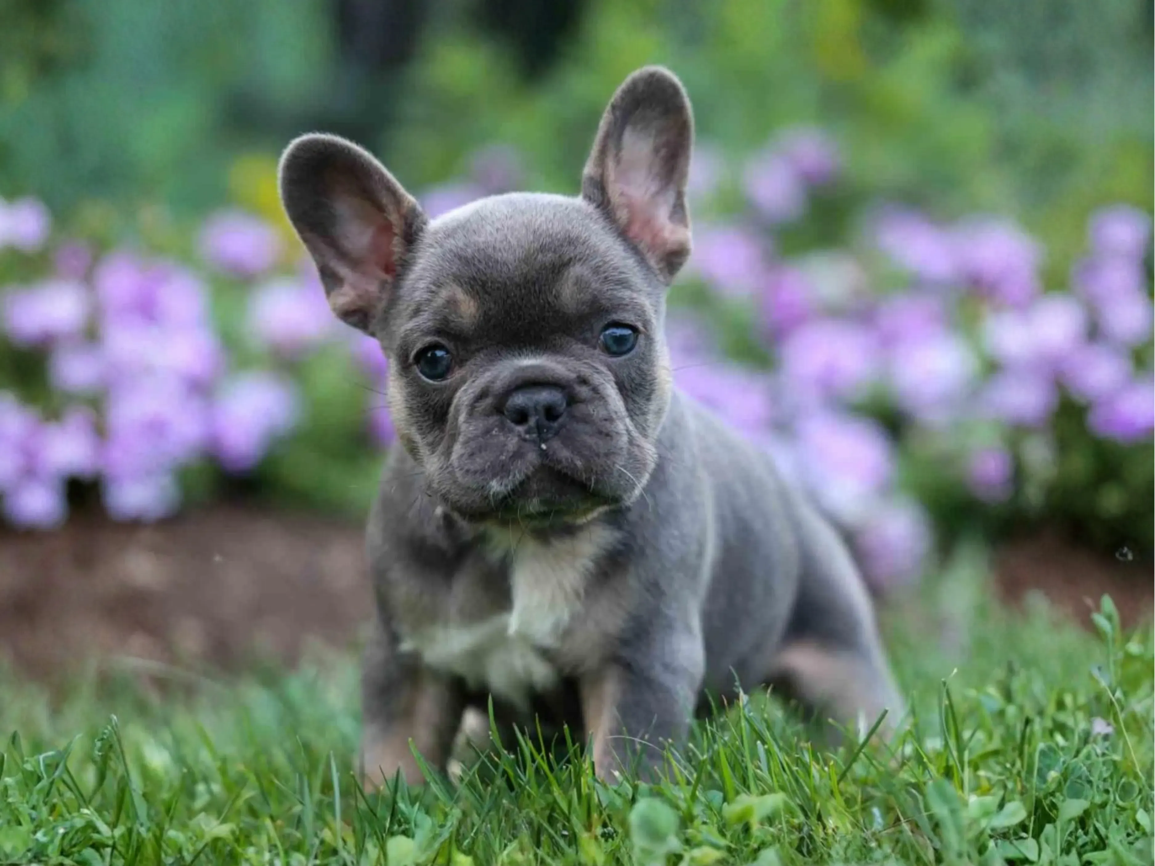 Cecily, smooth coat French Bulldog