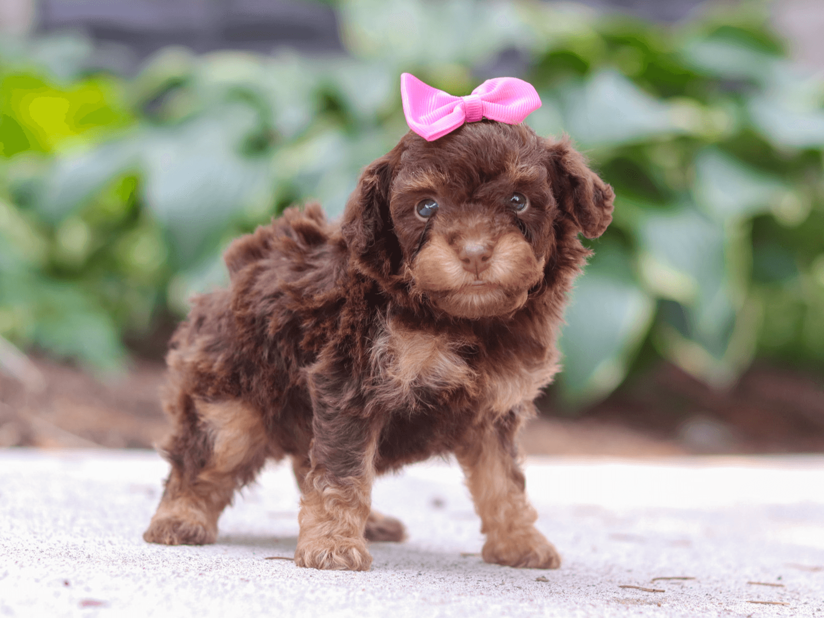Hilda, mini Poodle puppy