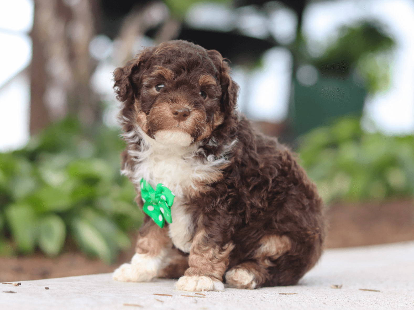 Keegan, mini Poodle puppy